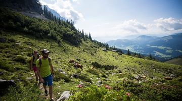 A hike across the Alpine pastures